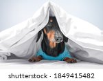 Small photo of Funny dachshund in blue pajamas just woke up or going to sleep. Advertising bed linen or home clothes for pets. How to wean dog from getting into bed of owner.