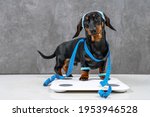 Small photo of Cute dachshund puppy Dog in sportswear with wristbands on paws and headband protecting from sweat on head is wrapped in centimeter and stands on scales to make measurements, leads active lifestyle.