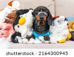 Small photo of Mischievous dachshund puppy has torn all its soft toys, and now pet is lying on the sofa littered with them, front view. Dog with bad behavior spoiled stuff and made a mess at home