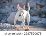 Small photo of Muscular white dog bull terrier in jump plays with a stone against background of a rock bull terrier. Training an active sports dog outdoors agility running. Big boulders energy power movement freedom