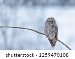 Owl In Snow  Ural Owl In Snow ...
