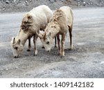 Small photo of rocky mountain sheep seen in Canada near Banff and Loke Louise