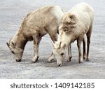 Small photo of rocky mountain sheep seen in Canada near Banff and Loke Louise