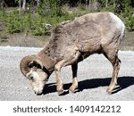 Small photo of rocky mountain sheep seen in Canada near Banff and Loke Louise