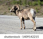 Small photo of rocky mountain sheep seen in Canada near Banff and Loke Louise