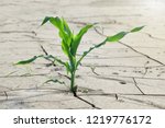 Corn Plant Growing On Grey...
