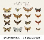 Moth Collection  Hand Draw...