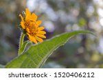 Small photo of Beautiful yellow daisy flower or tetraneuris scaposa