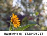 Small photo of Beautiful yellow daisy flower or tetraneuris scaposa