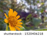 Small photo of Beautiful yellow daisy flower or tetraneuris scaposa