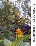 Small photo of Beautiful yellow daisy flower or tetraneuris scaposa