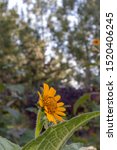 Small photo of Beautiful yellow daisy flower or tetraneuris scaposa