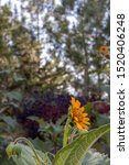 Small photo of Beautiful yellow daisy flower or tetraneuris scaposa