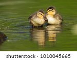 Cute Mallard Ducklings In Spring