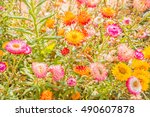 full color straw flower | Shutterstock . vector #490607878