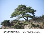 Pine trees near the beach in Korea.
