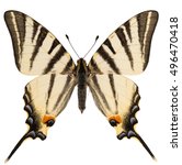 Dorsal View Of Scarce...