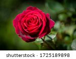Classic Red Rose In Full Bloom...