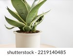 Decorative sansevieria plant or Sansevieria trifasciata prain in a ceramic pot.