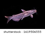 The channel catfish (Ictalurus punctatus) on isolated black  background. It is a member of the family Ictaluridae . It is
popularity for food in the United States.
