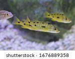golden Ocellatus shell-dweller swimming in freshwater aquarium. Lamprologus ocellatus is Tanganyika Shell Dweller cichlids.