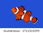 The orange clownfish (percula clownfish,clown anemonefish, anemonefishes) on isolated blue background. Amphiprion percula is widely known as a popular aquarium fish. 