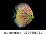 Colorful Discus  Pompadour Fish ...