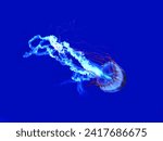 Pacific sea nettle (West Coast sea nettles) in marine aquarium. Chrysaora fuscescens is a jellyfish in the class Scyphozoa, native to the Pacific Ocean. 