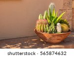 Cactuses Plants Potted In A...