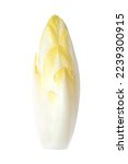 Small photo of Belgian endive, fresh witloof chicory bud with slightly bitter leaves, isolated, from above. Witlof, indivia, endivias or chicon. Grown in absence of light to preserve pale color and delicate flavor.