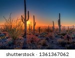 The Sun Sets Amongst The Cactus ...