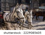 Small photo of Vienna, Austria - april 01, 2010: The pair of dappled gray imperial horses harnessed to an open landau (called fiacre) to carry tourists around the old city