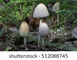 Small photo of A group of gray-white mushrooms on the forest edge in the grass/ Little family mushrooms dung/ Mushroom - Coprinellus xanthothrix, Moscow region in May 2015