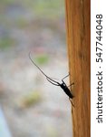 A spruce sawyer beetle (Monochamus scutellatus oregonensis) on a wooden wall in the Lady Evelyn Falls Territorial Park (Northwest Territories in Canada)