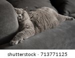 Lazy British Short Hair cat sleeping on a couch in a flat in Edinburgh, Scotland, with her face squashed as she is fully relaxed