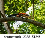 Small photo of View of A Indian Giant Squirrel or Malabar Giant Squirrel .