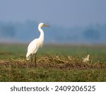 Small photo of The Intermediate Egret, Median Egret, Smaller Egret or Medium Egret is a medium-sized heron.