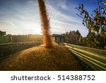 Corn Harvest In Autumn With...