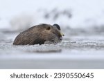 Small photo of Coypu (Myocastor coypus) in the nature habitat. Nutria swims in icy water.