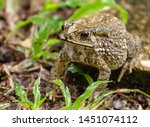 Common Asian Toad Or...