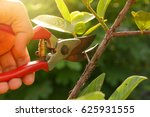 Gardener Pruning Trees With...