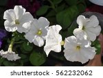 White Petunias In Pots On The...