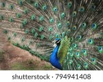 Small photo of Screaming peacock and its beautiful untuned multicolored aqua tail