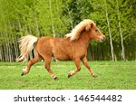 Cute Red Pony Running Trot At...