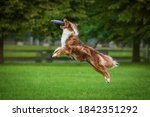 Aussie dog catches flying frisbee disc in the air. Pet playing outdoors in a park.  Australian Shepherd breed.