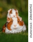 Small photo of Little guinea pig baby sitting on it's mother back outdoors in summer