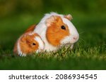 Small photo of Guinea pig mother together with a guinea pig baby in summer
