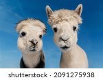 Two Funny Alpacas On The...