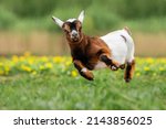 Little funny baby goat jumping in the field with flowers. Farm animals.