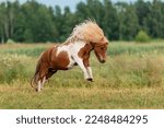 Small photo of Happy miniature shetland breed pony running in the field in summer